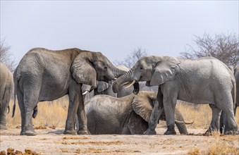 African elephant (Loxodonta africana), adult male, two elephants, fighting with their trunks, Nxai