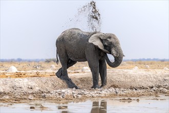 African elephant (Loxodonta africana), bathing at a waterhole, splashing water with its trunk, Nxai