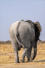 African elephant (Loxodonta africana), from behind, African savannah, Nxai Pan National Park,