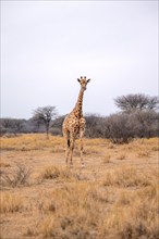 Angola giraffes (Giraffa giraffa angolensis), African savannah, Nxai Pan National Park, Botswana,