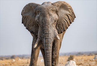 African elephant (Loxodonta africana), animal portrait, in the evening light, Nxai Pan National