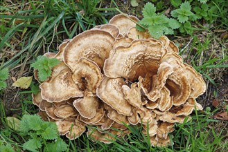 Giant mushroom (Meripilus giganteus), Germany, Europe