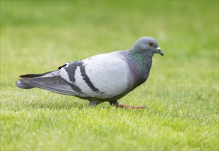 Domestic pigeon (Columba livia domestica) on a lawn, green area in search of food, Lower Saxony,