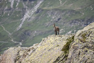 Alpine ibex (Capra ibex) on a rock, Mont Blanc massif, Chamonix, France, Europe