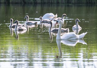 Mute swan (Cygnus olor), adults and juveniles swimming on a pond, Thuringia, Germany, Europe