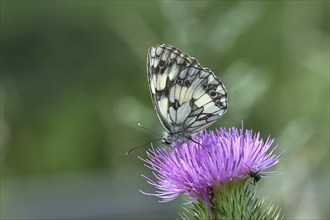 Checkerspot butterfly (Melanargia galathea) on creeping thistle (Cirsium hydrophilum), underside of