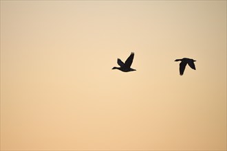 White-fronted goose (Anser albifrons), two geese in flight, at sunrise, morning sky, Dingdener