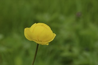 European trollflower (Trollius europaeus), yellow flower on a wet meadow, Wilnsdorf, North