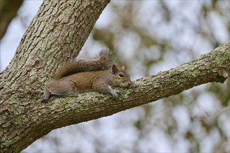 American grey squirrel (Sciurus carolinensis), lying relaxed on a tree branch covered with moss,