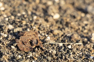 Close-up of rusty door lock on stony surface under bright light, Canary Islands, Lanzarote, Spain,