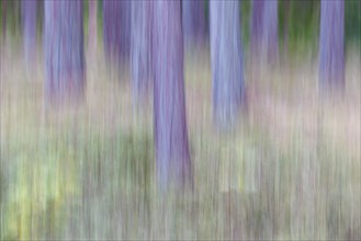 In the pine forest, ICM, Germany, Europe