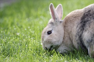 Rabbit (Oryctolagus cuniculus), portrait, cute, grass, dewdrops, eating, Easter, The rabbit enjoys