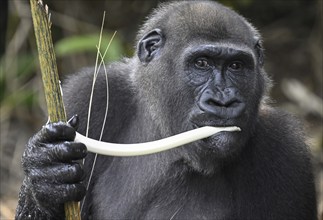 Western lowland gorilla (Gorilla gorilla gorilla) eating, male animal, Réserve Lésio-Louna nature