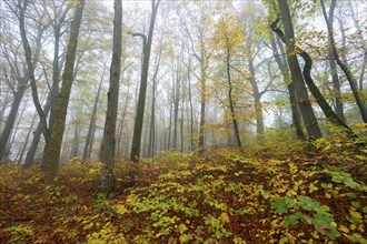 Near-natural deciduous forest in autumn with colourful leaves, copper beech (Fagus sylvatica), fog