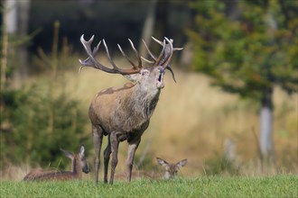 Red deer (Cervus elaphus) during the rutting season, a large stag roaring in a forest clearing,