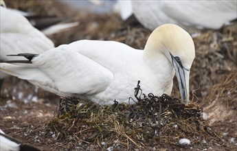 Northern gannet (Morus bassanus) breeds on Heligoland, Schleswig-Holstein, Germany, Europe