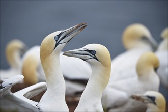 Gannet (Morus bassanus) on the offshore island of Heligoland, Schleswig-Holstein, Germany, Europe