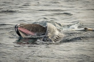 Humpback whale (Megaptera novaeangliae) feeding at the sea surface, Barents Sea, Northeast Iceland,