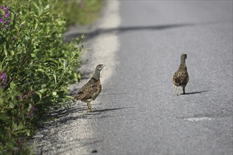 Capercaillie (Tetrao urogallus) young birds not yet fledged crossing a forest road, Lapland,