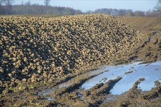 Pile of harvested sugar beets waiting for transport to sugar factory. Charlottenlund, Ystad