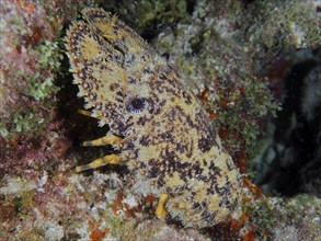 Lateral close-up of a camouflaged sea creature with distinctive patterns, American bear crab