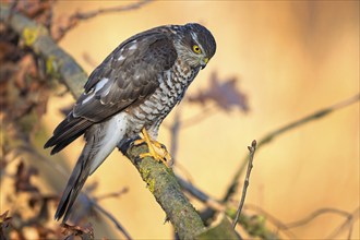 Sparrowhawk (Accipiter nisus) male hunting at sunrise, lying in wait, looking for food, fast