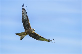 Red Kite, Milvus milvus, bird in flight