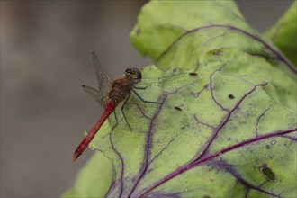 Ruddy darter dragonfly (Sympetrum sanguineum) adult insect resting on a Beetroot leaf in a