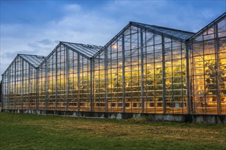 Illuminated greenhouses at dusk, heated with geothermal energy, Iceland, Europe