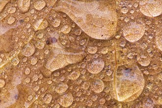 Close-up of an orange leaf with water droplets scattered on the surface, autumn, New Hampshire, New