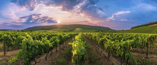 Scenic sunset over winery fields and grapevines that produce wine, Shiraz, Merlot, Cabernet, AI