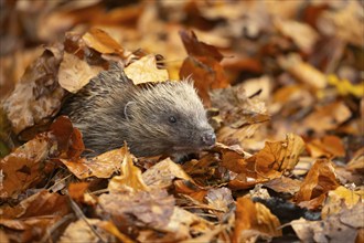 European hedgehog (Erinaceus europaeus) adult animal amongst fallen autumn leaves, Suffolk,