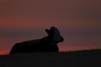 Domesticated cattle or cow (Bos taurus) silhouette of a adult farm animal sitting in a field at