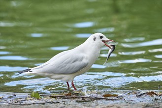 Black-headed gull (Chroicocephalus ridibundus) at a lake, Germany, Europe