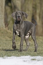 Great Dane, 16 weeks old