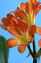 Clivia (Clivia miniata), flower, flowering, Germany, Europe