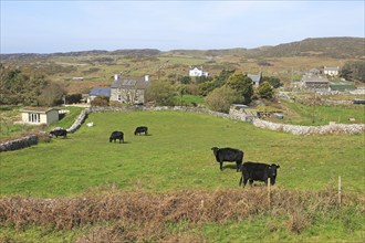 Cattle grazing in fields and farmhouses, Cape Clear Island, County Cork, Ireland, Irish Republic,