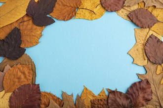 Composition with yellow and brown autumn leaves on blue pastel background. flat lay, top view,