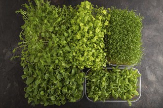 Set of boxes with microgreen sprouts of spinach, carrot, chrysanthemum, borage, mizuna cabbage on