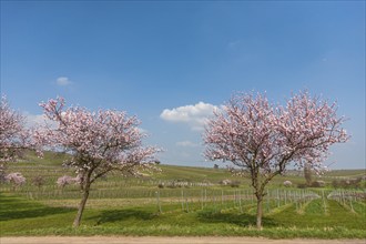 Almond blossom, almond tree (Prunus dulcis), Siebeldingen, German Wine Route, also Southern Wine