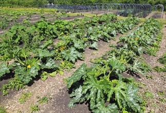 Courgette plants growing in vegetable garden, Sissinghurst castle gardens, Kent, England, UK