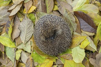 European hedgehog (Erinaceus europaeus) adult animal sleeping on fallen autumn leaves, Suffolk,