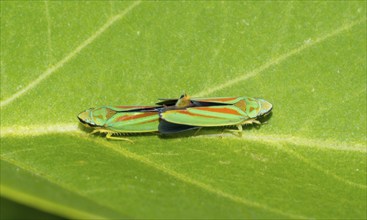 Rhododendron leafhoppers (Graphocephala fennahi) mating, two animals on a green leaf with a