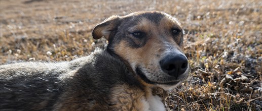 Cosy, funny dog lying in the grass, Atbaschy district in the Naryn region, Kyrgyzstan, Asia