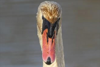 Mute swan (Cygnus olor) portrait on the water of a lake, Bas-Rhin, Alsace, Grand Est, France,