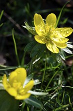 Winter aconites (Eranthis hyemalis), January, Saxony, Germany, Europe