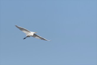 Great egret (Ardea alba) in flight in the sky, Bas-Rhin, Alsace, Grand Est, France, Europe