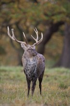 Sika deer (Cervus nippon) adult male buck standing on the edge of a woodland in the autumn,