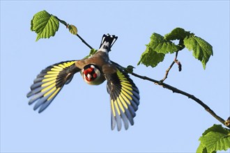 A european goldfinch (Carduelis carduelis) taking off with spread wings from a branch with fresh