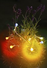 Lavender (Lavandula), with fairy lights and bokeh, North Rhine-Westphalia, Germany, Europe